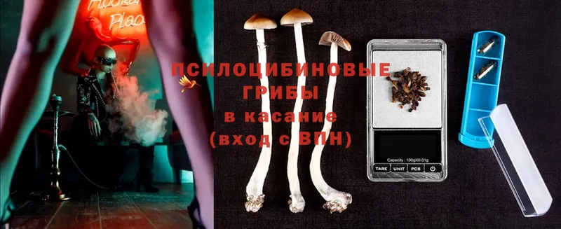 Галлюциногенные грибы Psilocybe Волжск